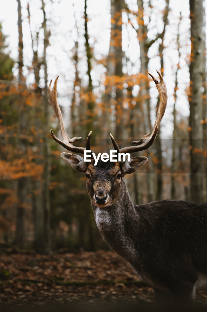 Close-up of stag in forest