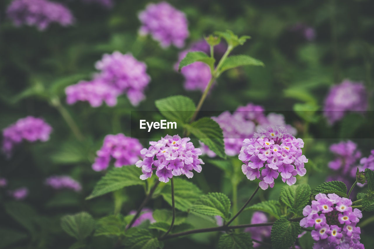 CLOSE-UP OF PURPLE FLOWERING PLANT