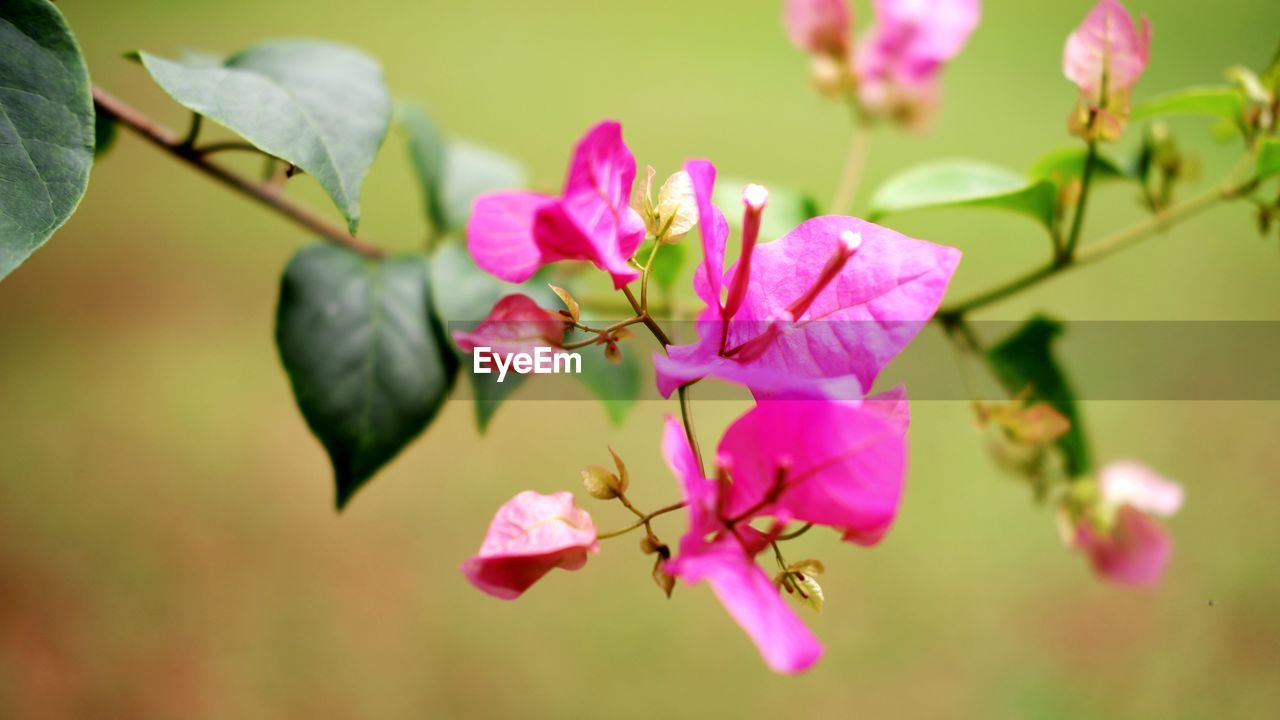 Close-up of pink flowering plant