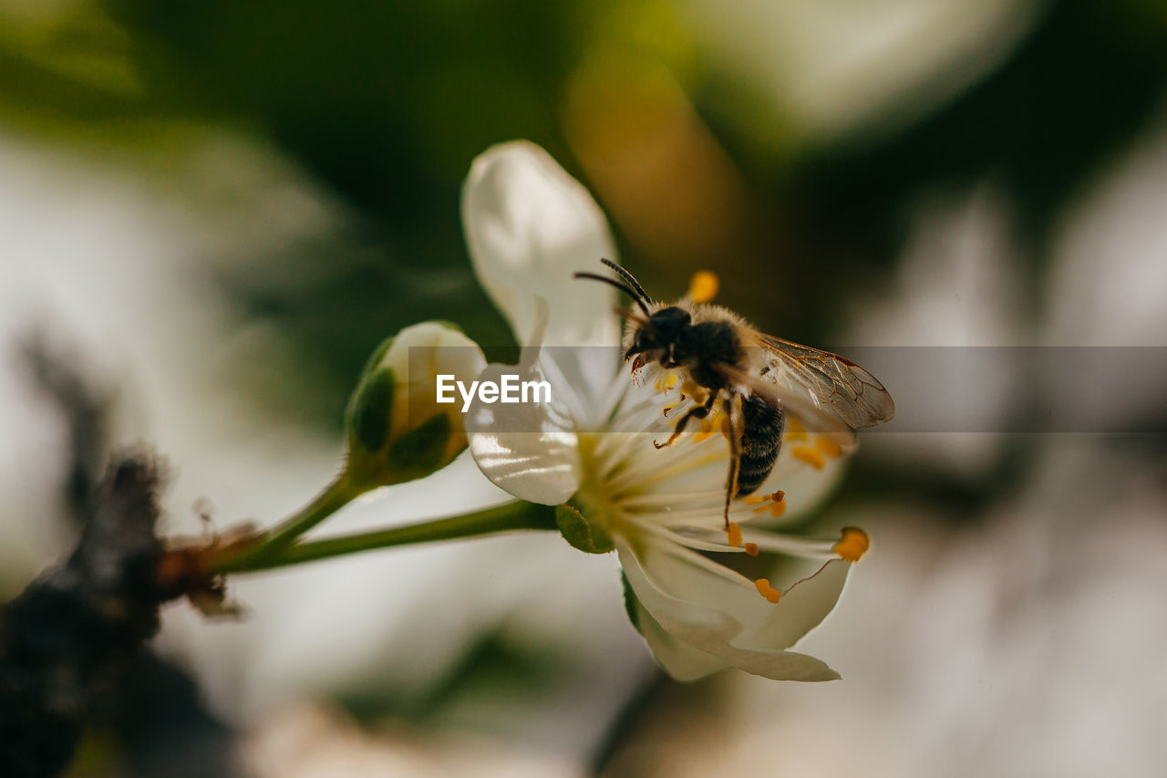 Close-up of bee on flower