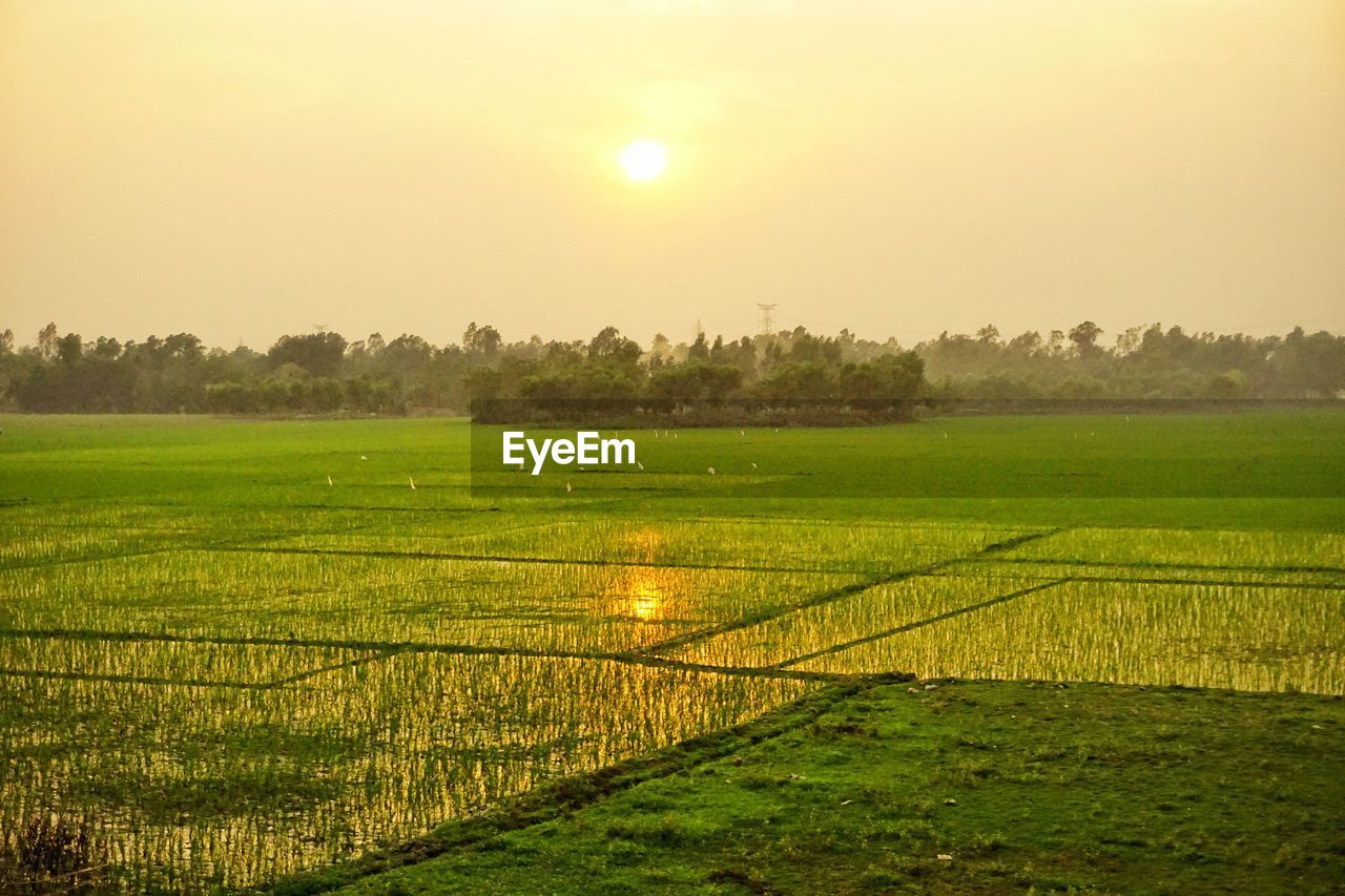 Rice paddy against sky during sunset