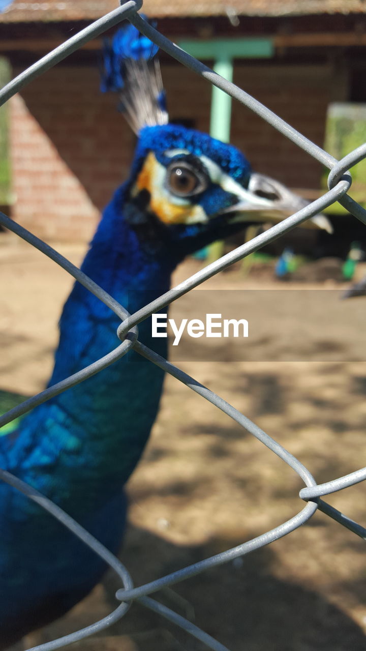 Close-up of peacock seen through fence