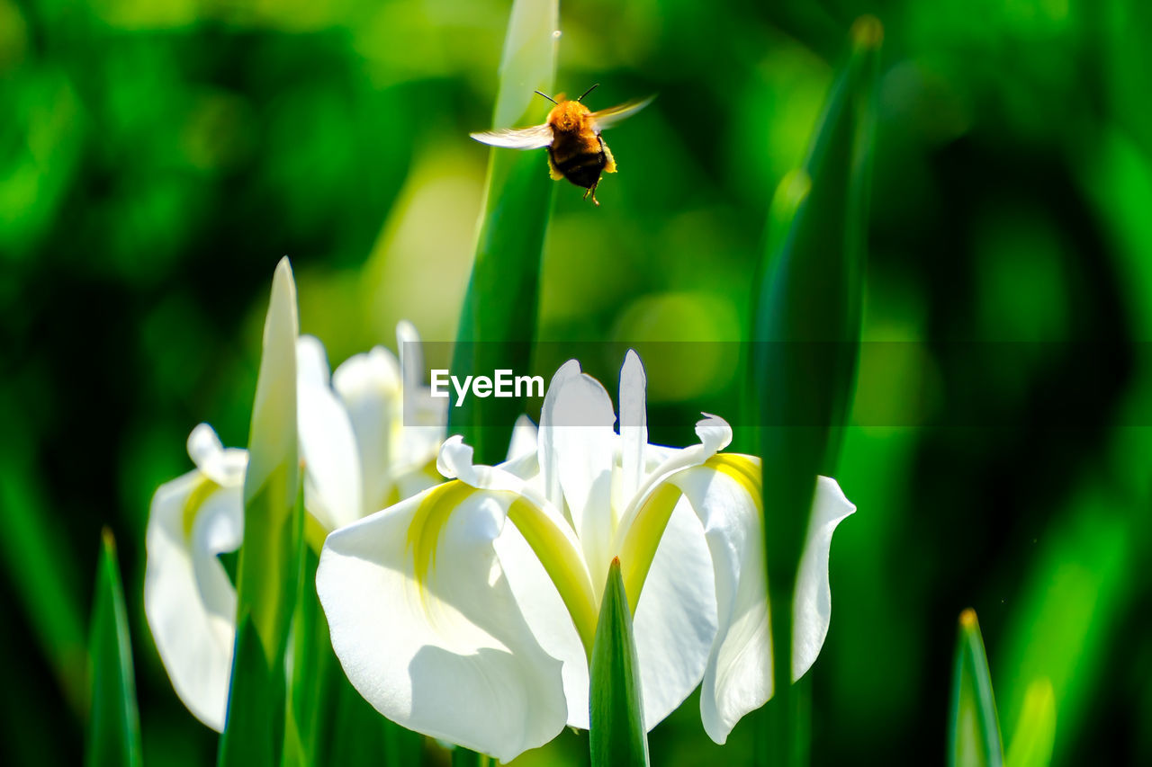 flower, flowering plant, plant, beauty in nature, freshness, petal, green, animal wildlife, fragility, animal themes, animal, close-up, nature, insect, wildlife, flower head, white, growth, no people, one animal, macro photography, focus on foreground, inflorescence, yellow, springtime, flying, outdoors, plant stem, bee, day, leaf, plant part