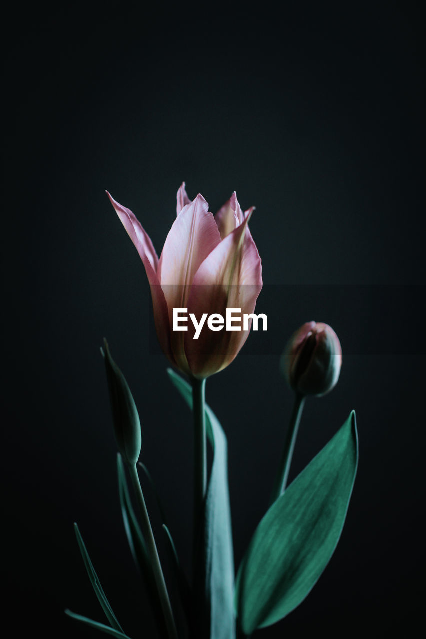 CLOSE-UP OF ROSE AGAINST BLACK BACKGROUND