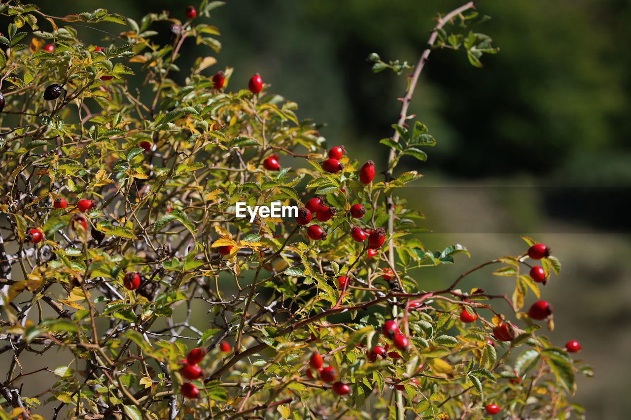 plant, leaf, fruit, food and drink, nature, food, flower, autumn, healthy eating, tree, red, branch, no people, shrub, plant part, berry, outdoors, growth, beauty in nature, day, green, freshness, focus on foreground, produce, land, close-up, evergreen, environment