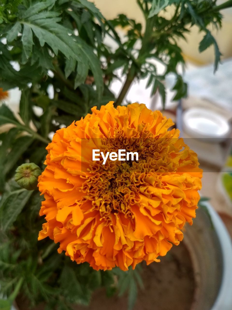 CLOSE-UP OF ORANGE MARIGOLD FLOWER BLOOMING OUTDOORS