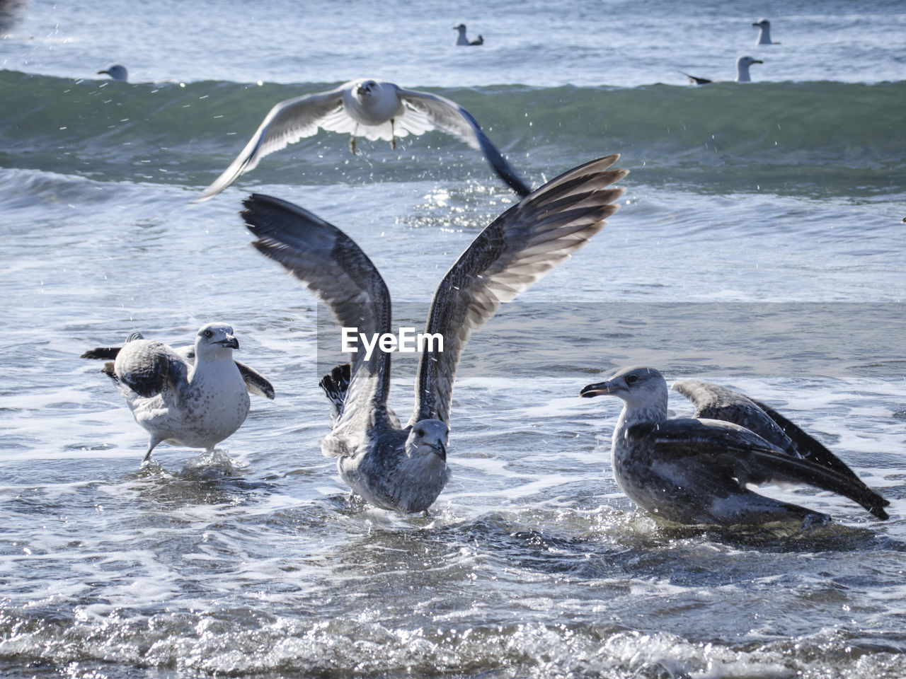 Close-up of seagulls flying at beach
