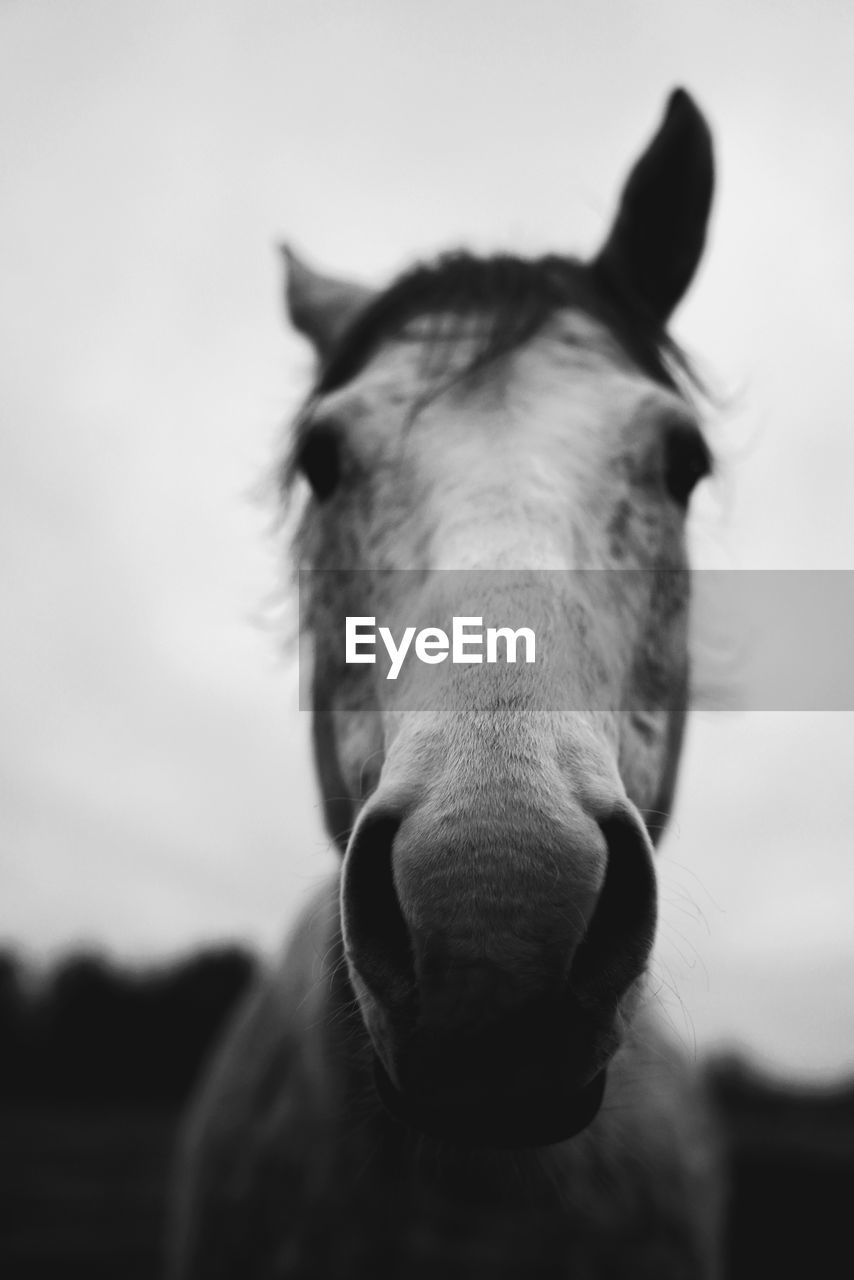 Close-up of horse standing outdoors