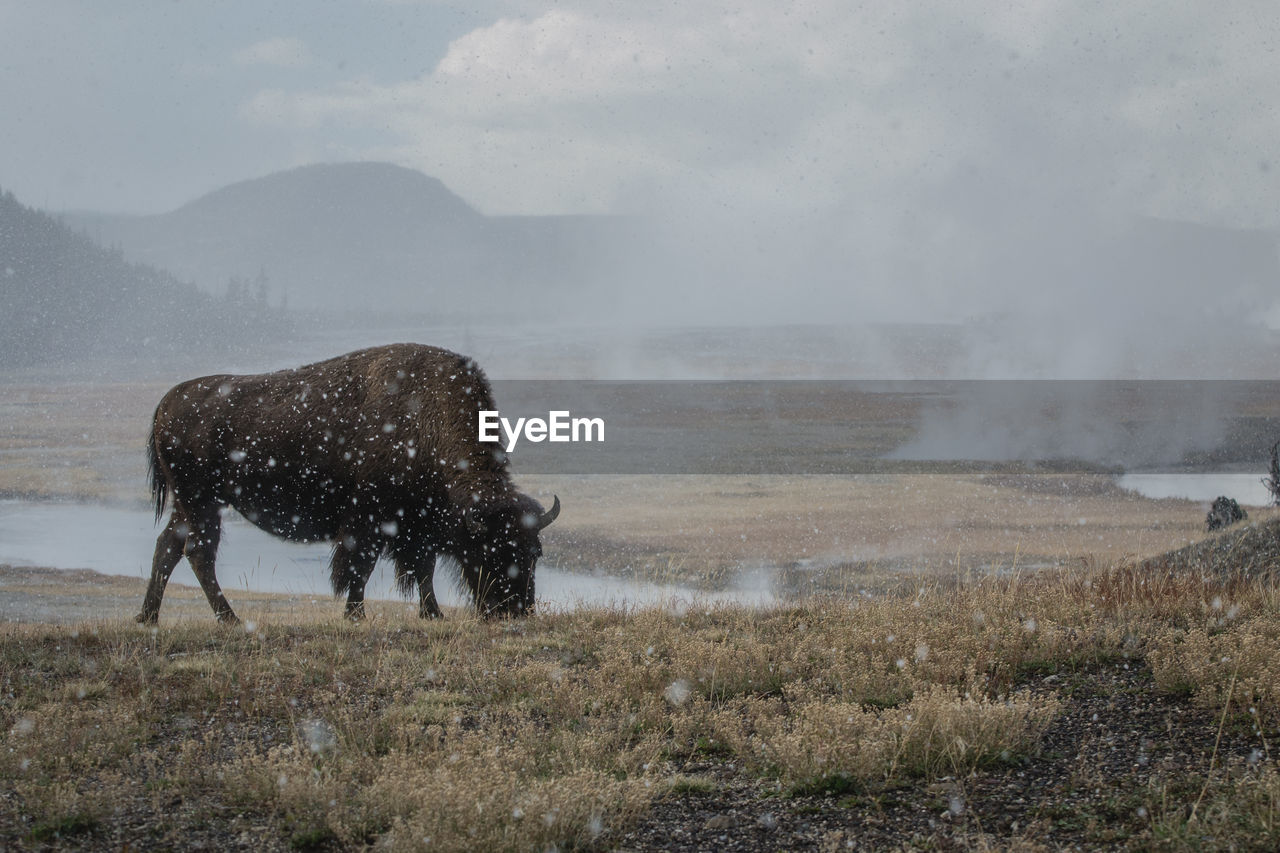 Bison on field against sky