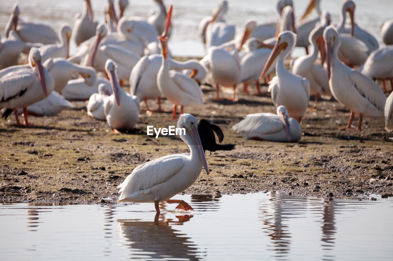 American white pelican pelecanus erythrorhynchos in a marsh on sanibel island, florida