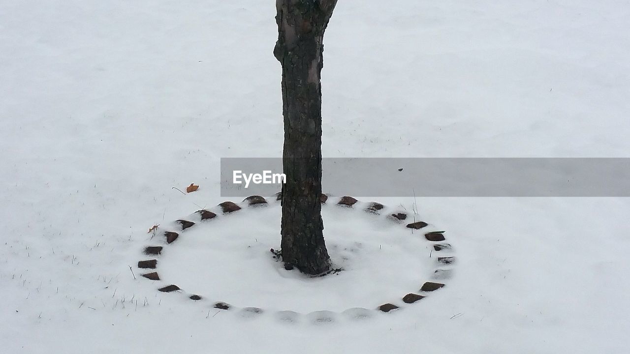 Tree on snow covered field
