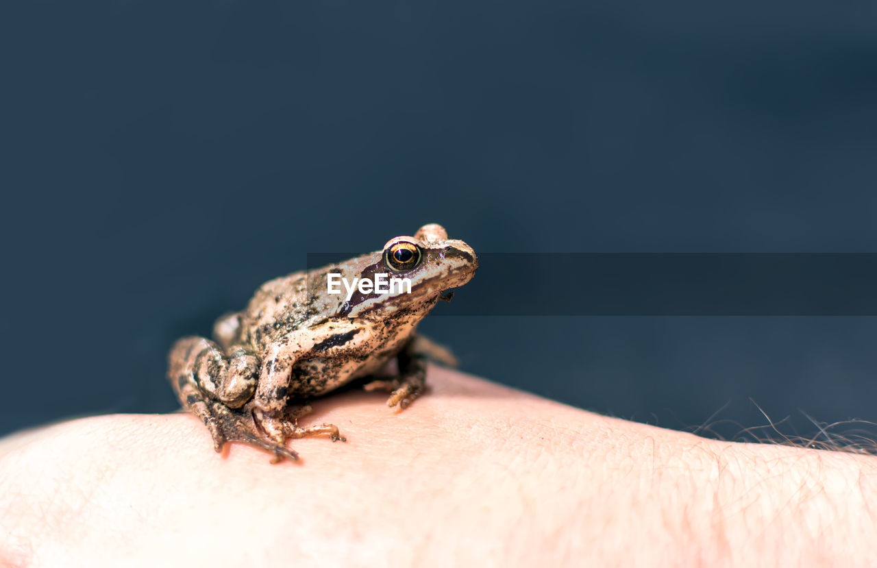 Slim, reddish-brown moor frog rana arvalis sitting on a man's hand