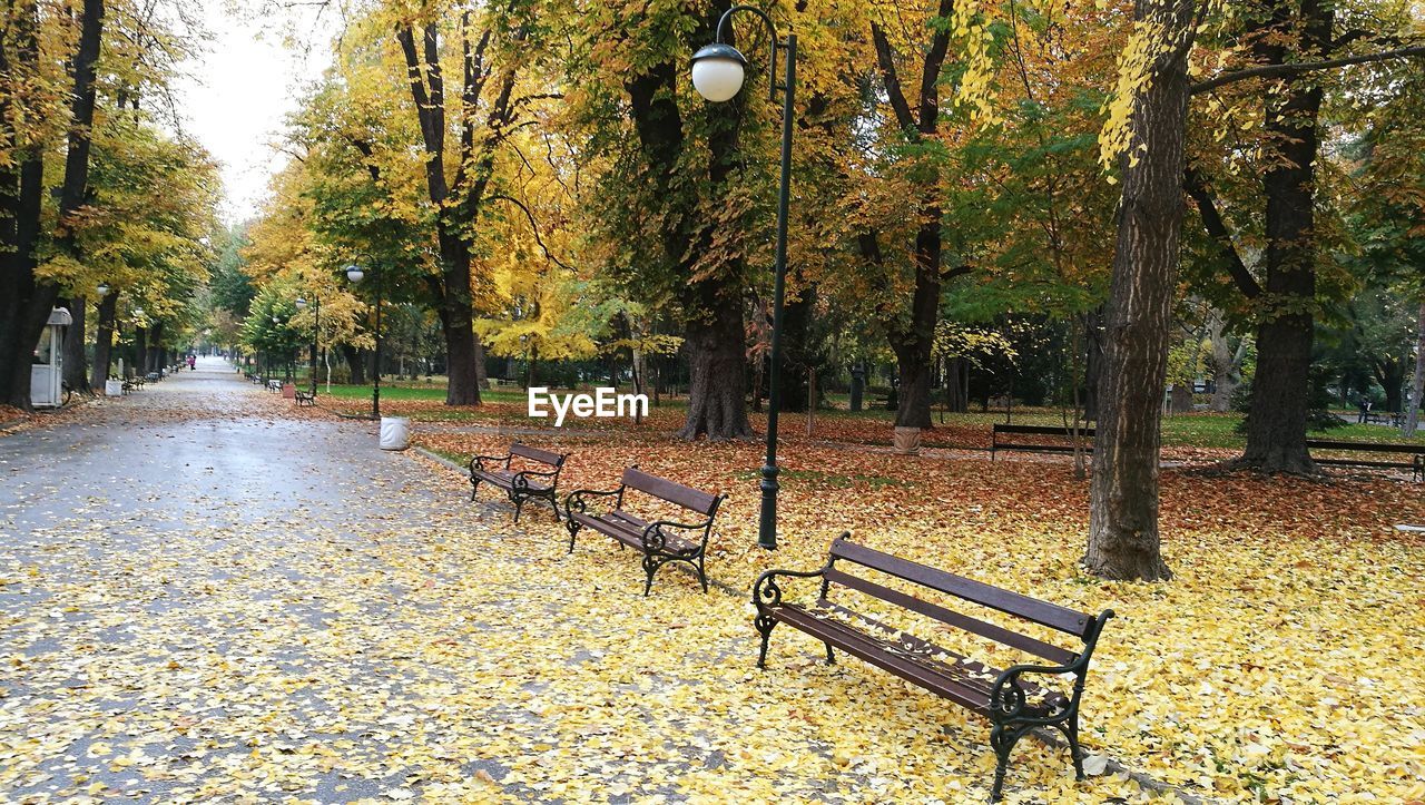 EMPTY PARK BENCH BY TREES DURING AUTUMN IN CITY
