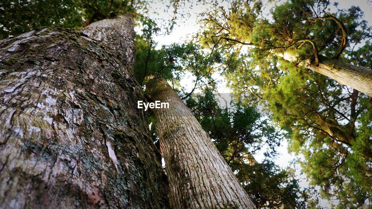 Low angle view of trees in forest