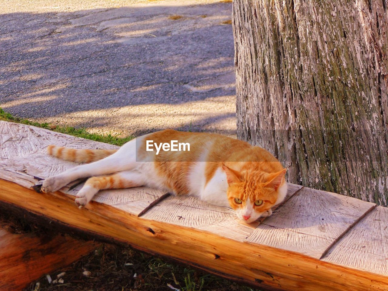 Cat lying on tree trunk