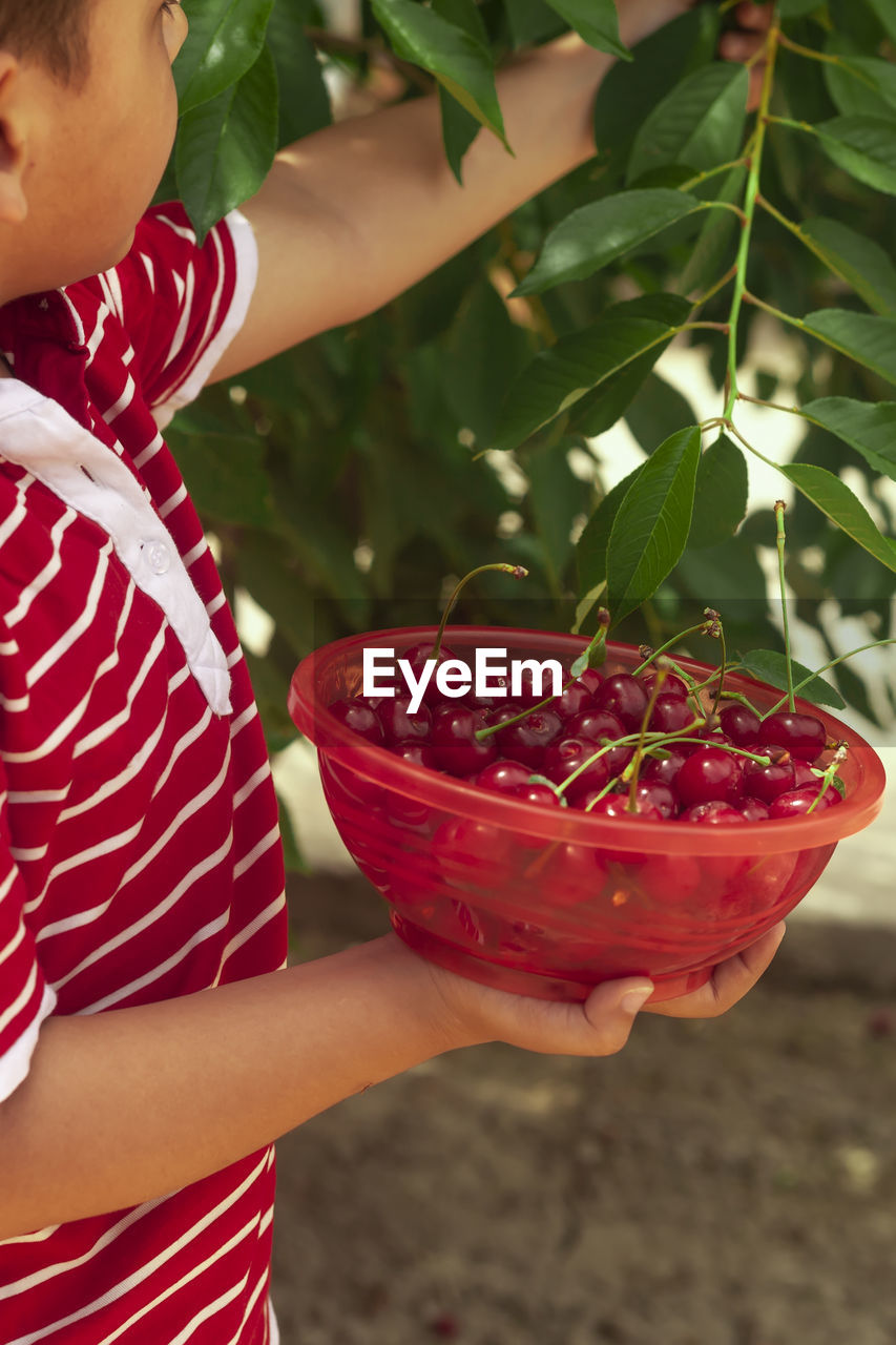 Midsection of boy picking cherries from plant