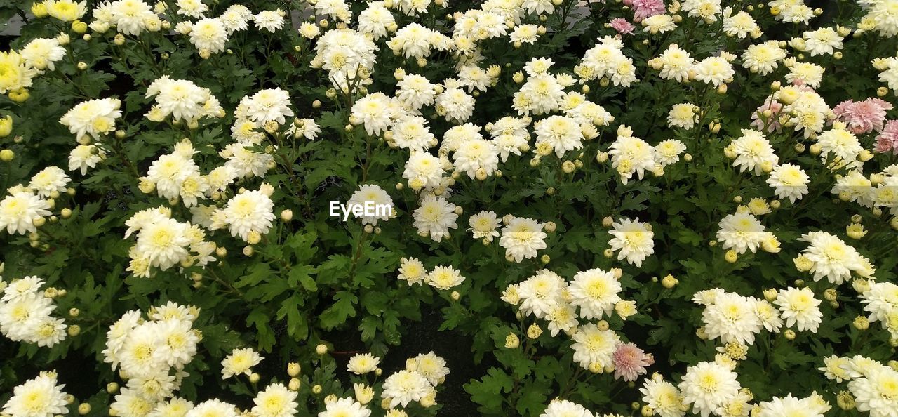 High angle view of white flowering plants on field