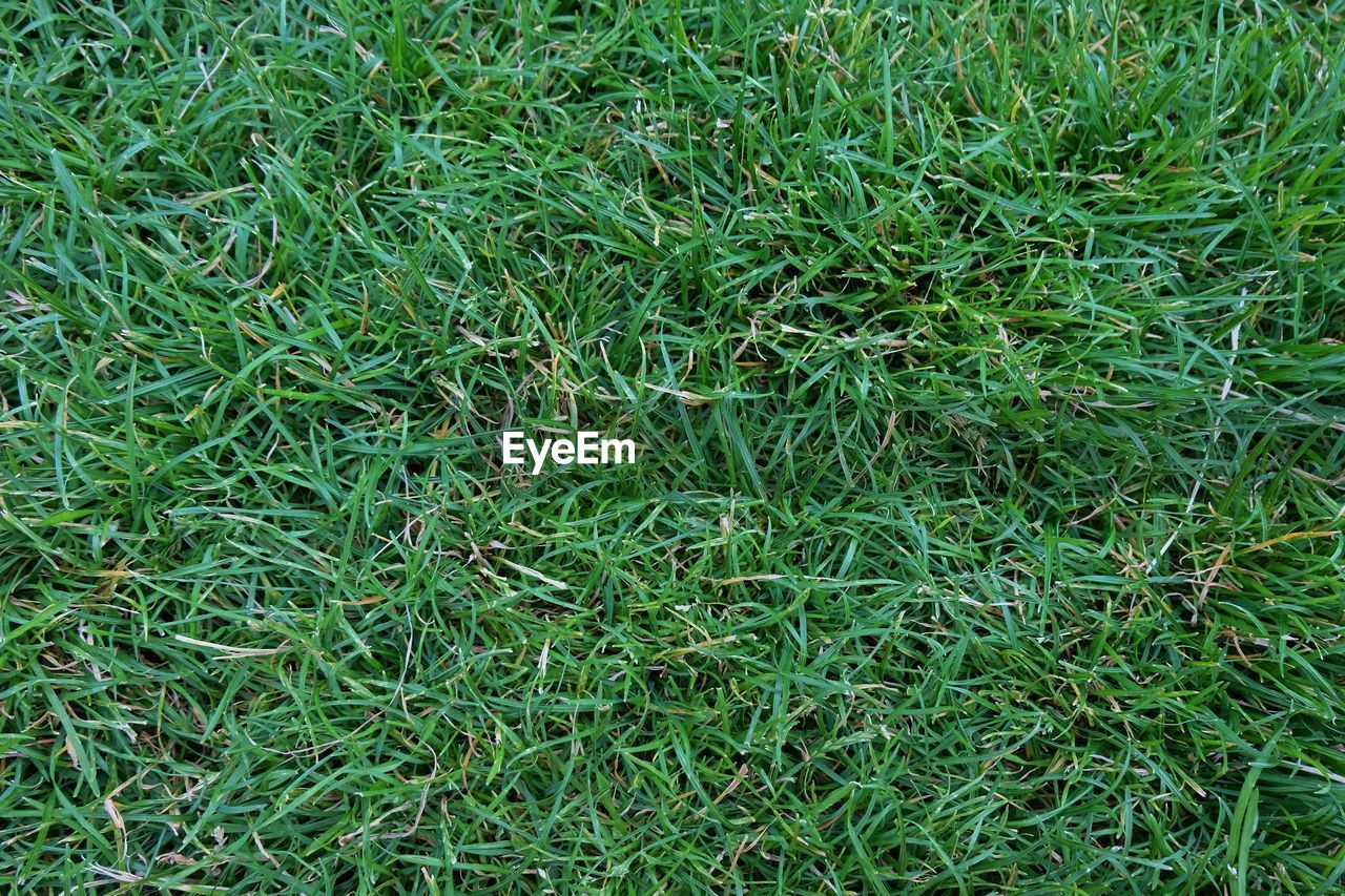 HIGH ANGLE VIEW OF GREEN LEAVES ON FIELD