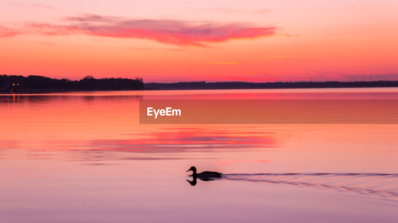 Duck swimming on lake during sunset