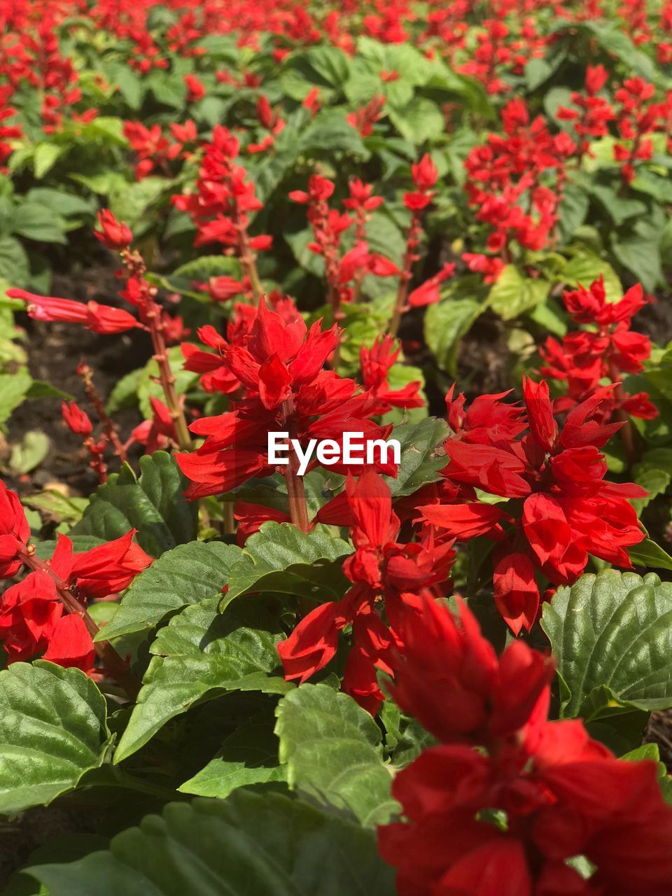 RED FLOWERS BLOOMING OUTDOORS