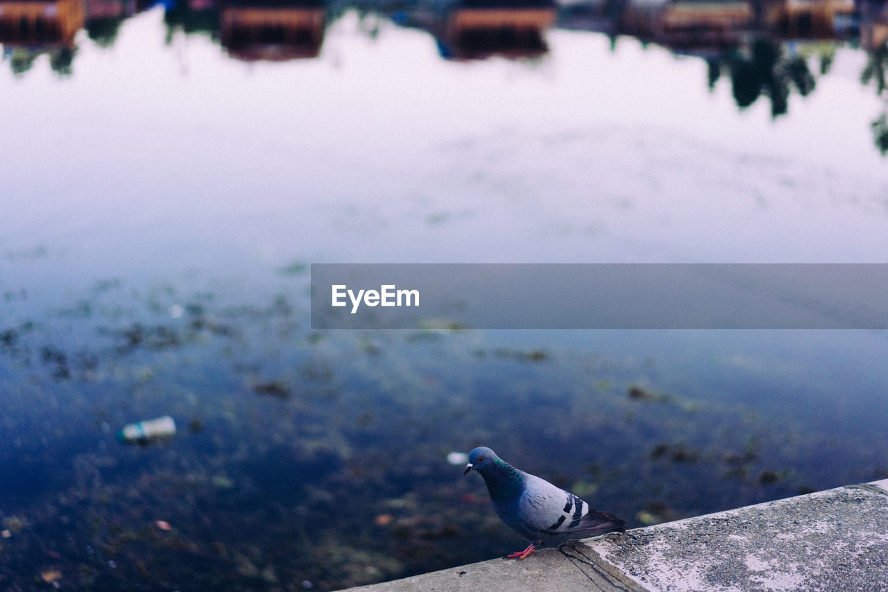 Pigeon perching on a sea