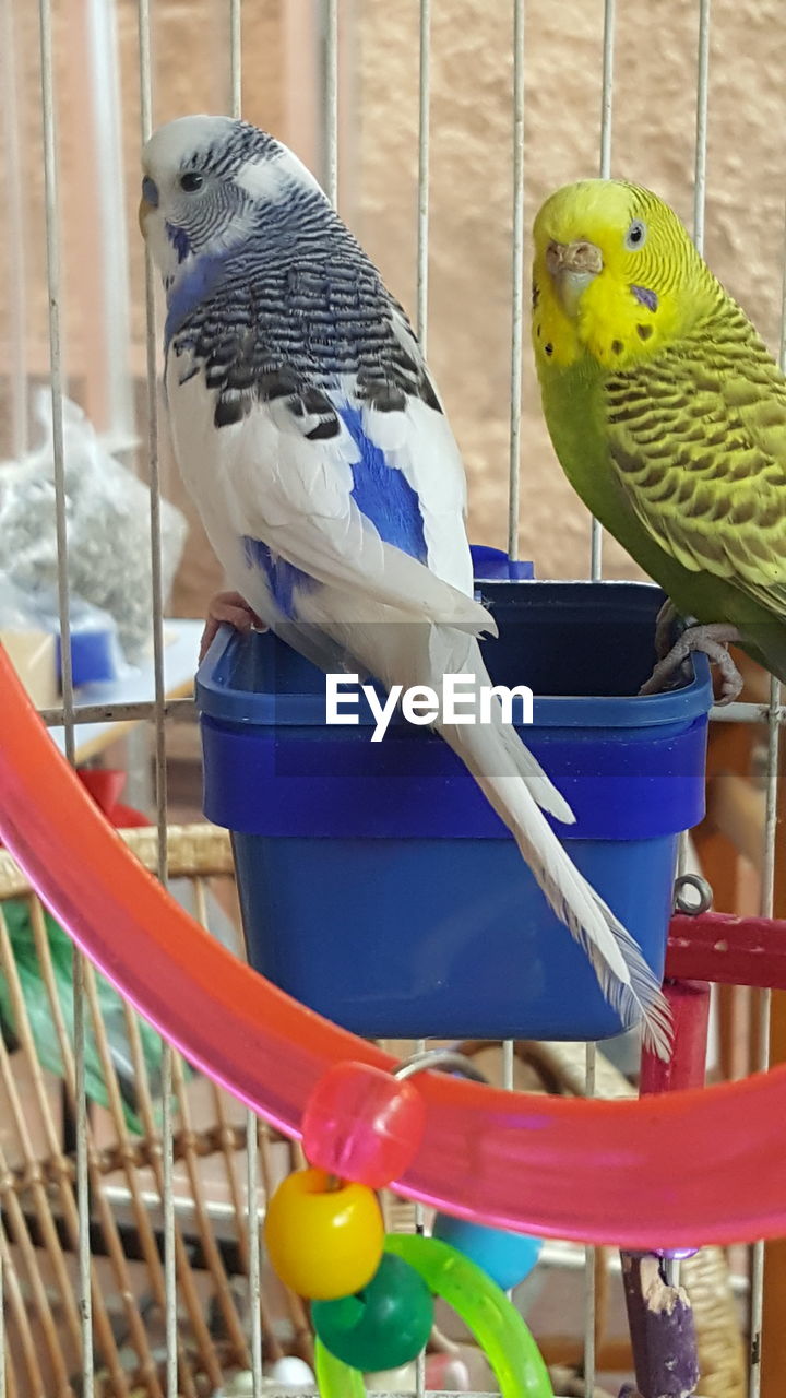 CLOSE-UP OF PARROT PERCHING ON CAGE