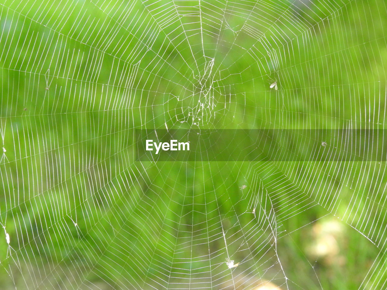 Full frame shot of spider web