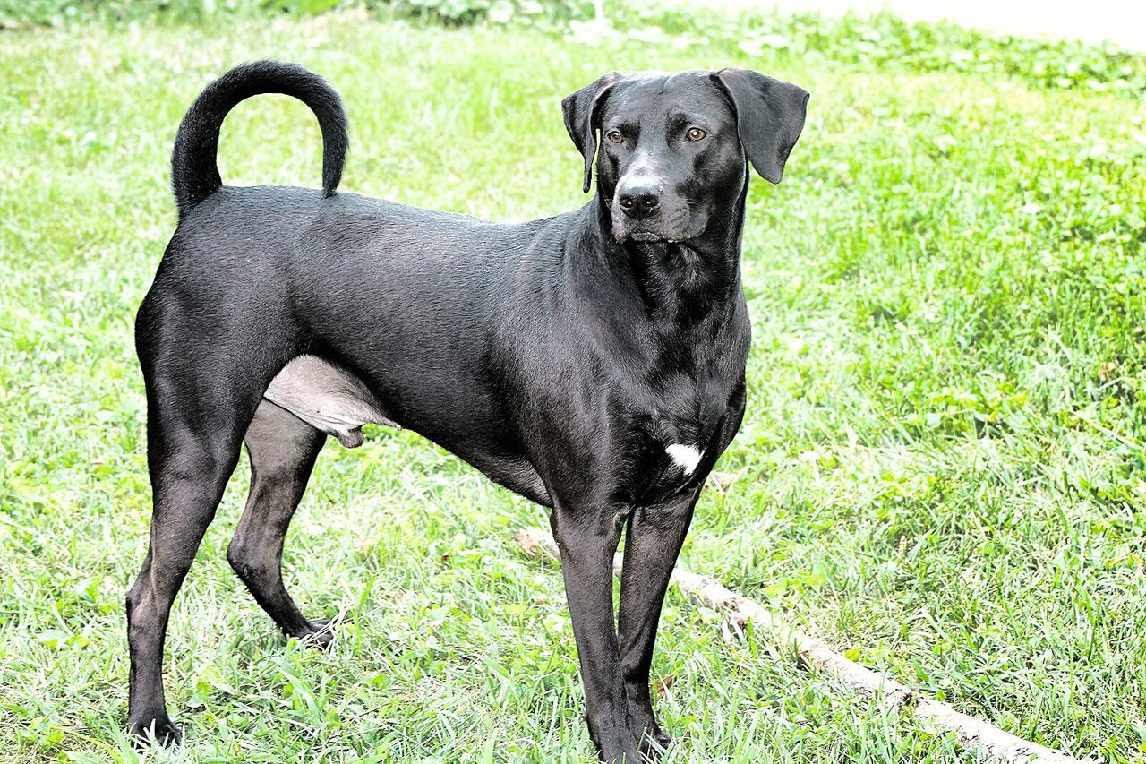 PORTRAIT OF BLACK DOG ON GRASS