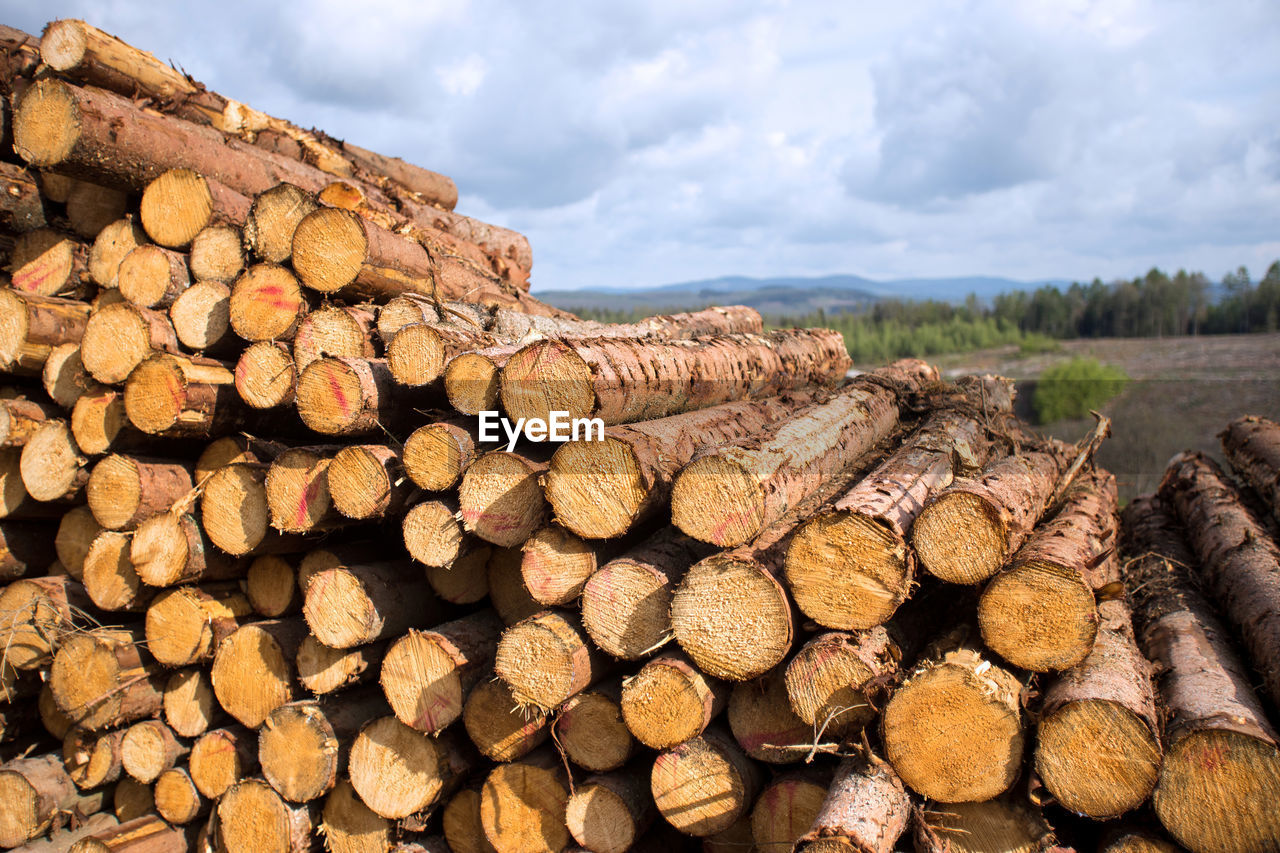 STACK OF LOGS IN THE FOREST