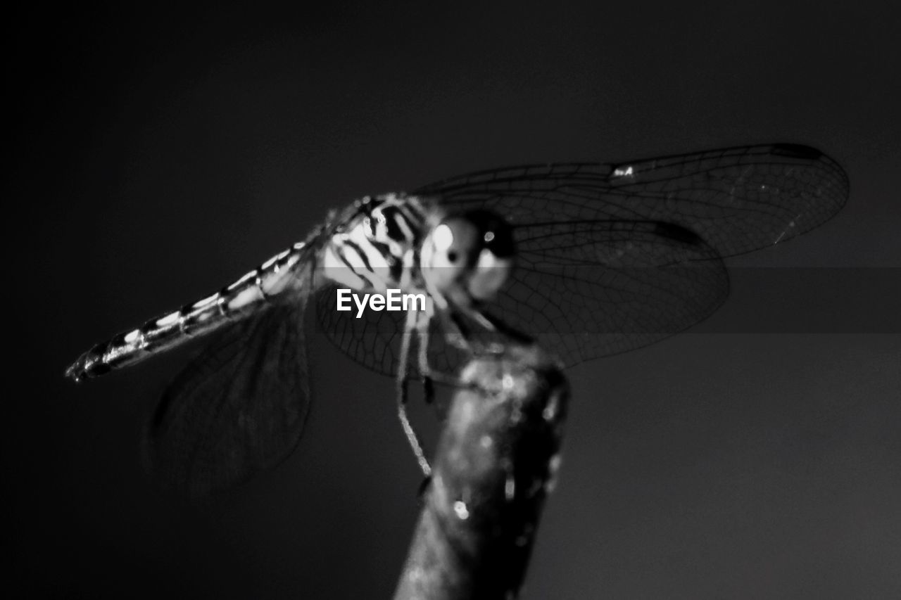 CLOSE-UP OF DRAGONFLY PERCHING ON PLANT