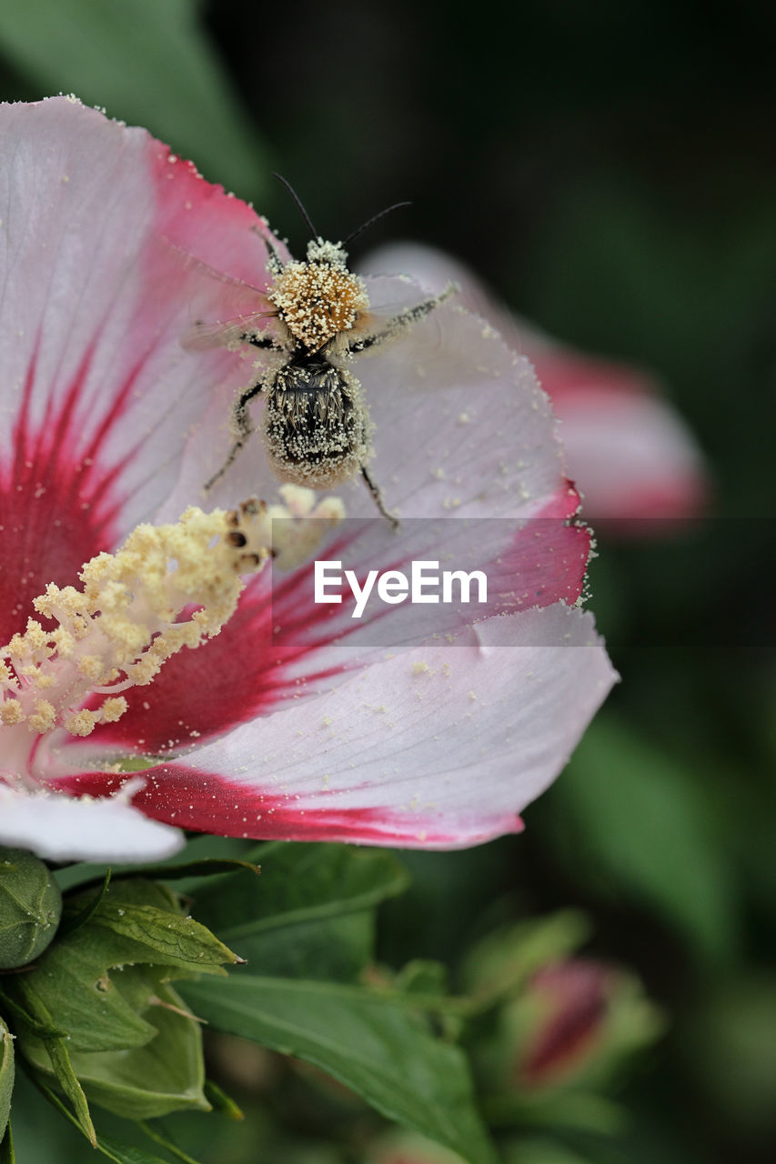 flower, flowering plant, plant, beauty in nature, close-up, freshness, fragility, insect, animal themes, animal, petal, animal wildlife, nature, blossom, flower head, macro photography, wildlife, one animal, growth, pollen, focus on foreground, pink, no people, inflorescence, macro, outdoors, pollination, springtime, animal wing, bee, stamen, selective focus, day