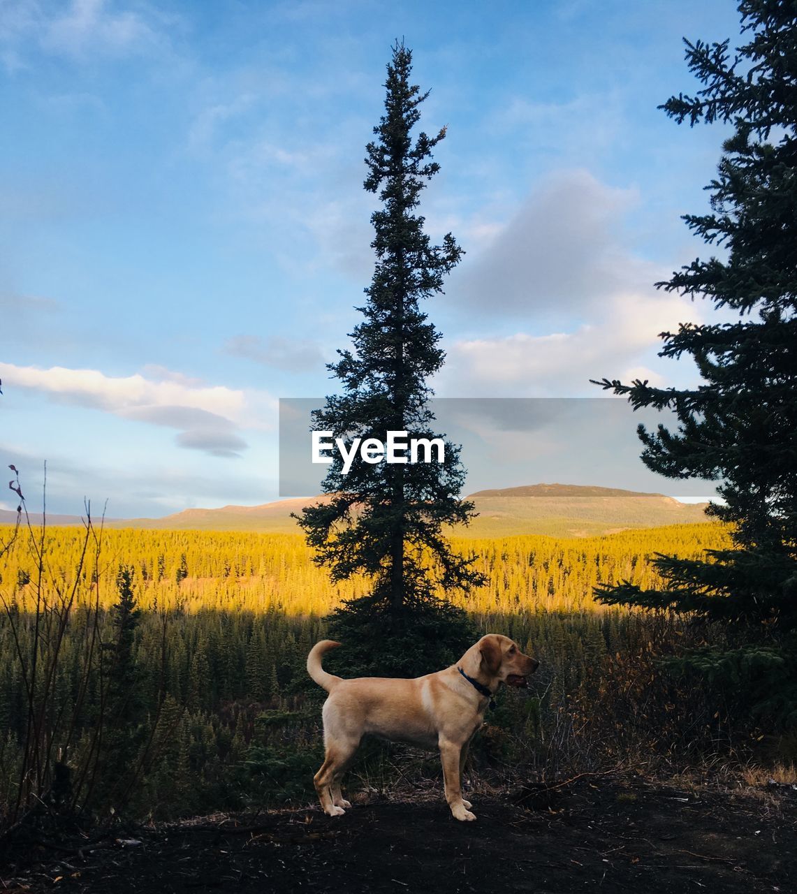 DOG STANDING IN FIELD