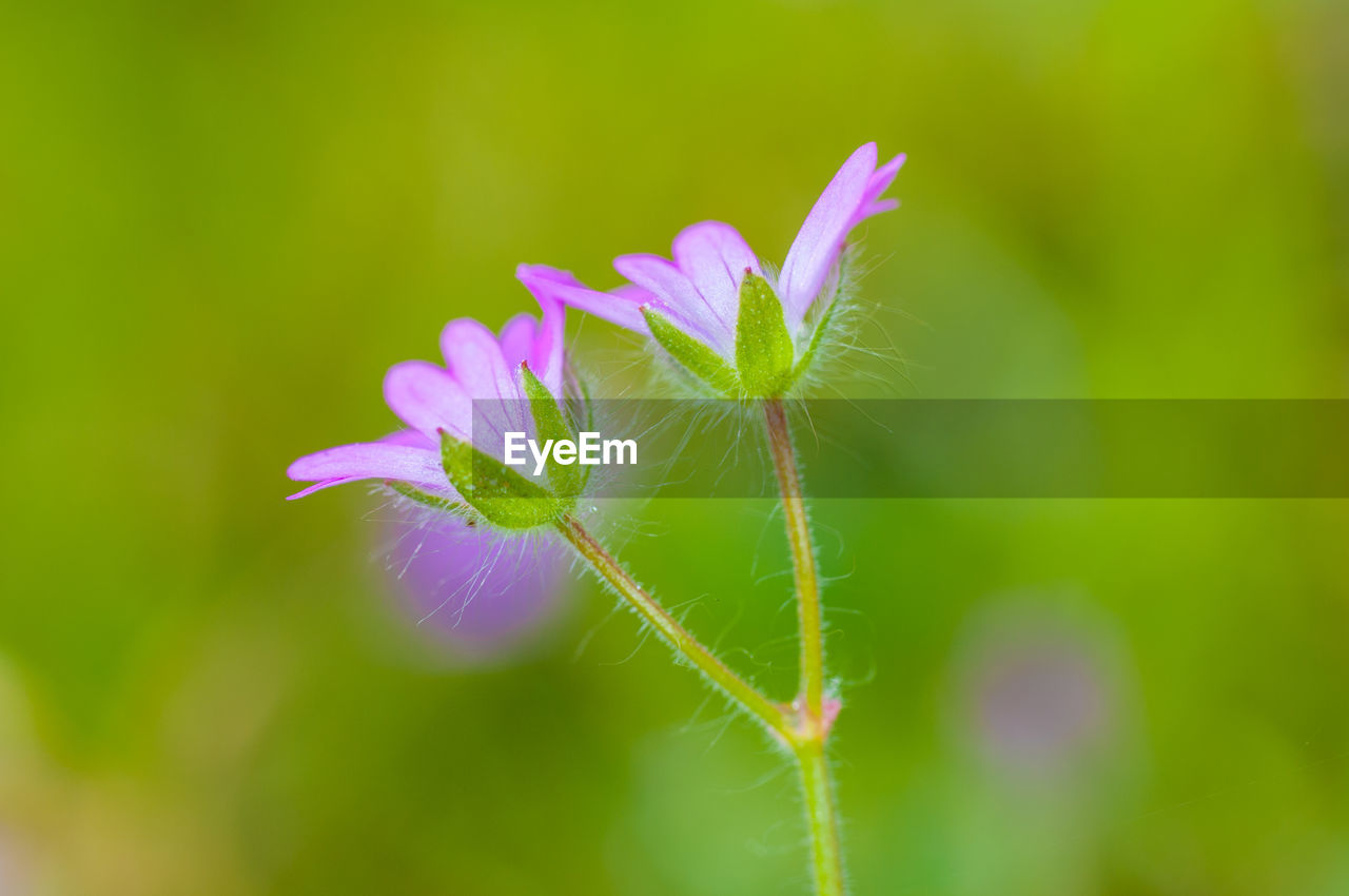 Close-up of purple flowering plant