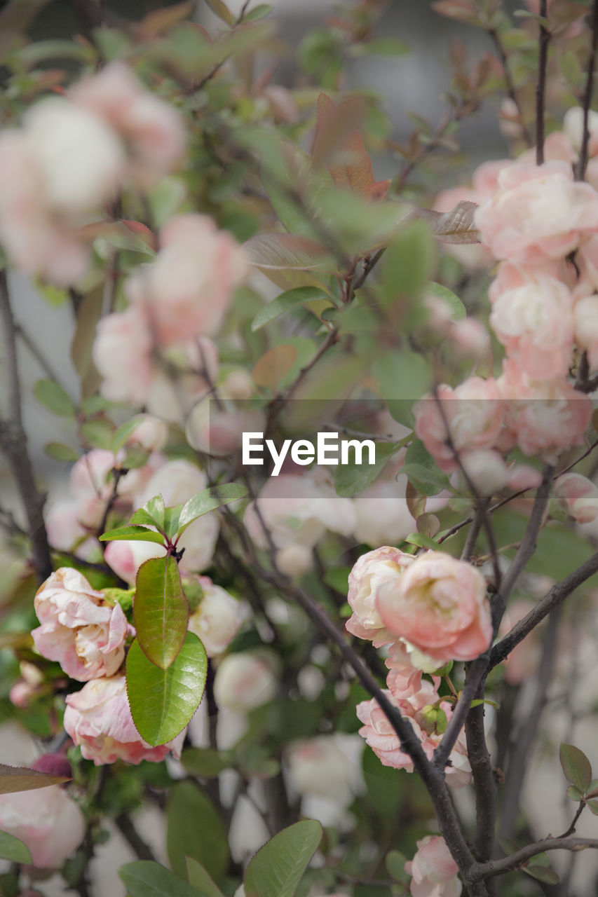 Close-up of flowers growing on tree