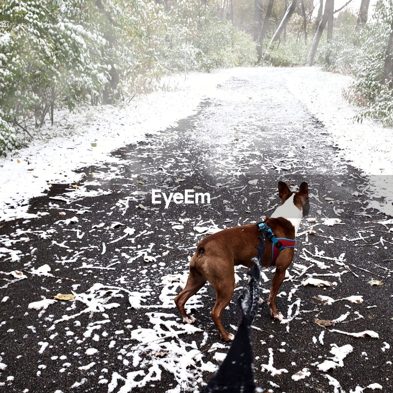 DOG STANDING BY ROAD