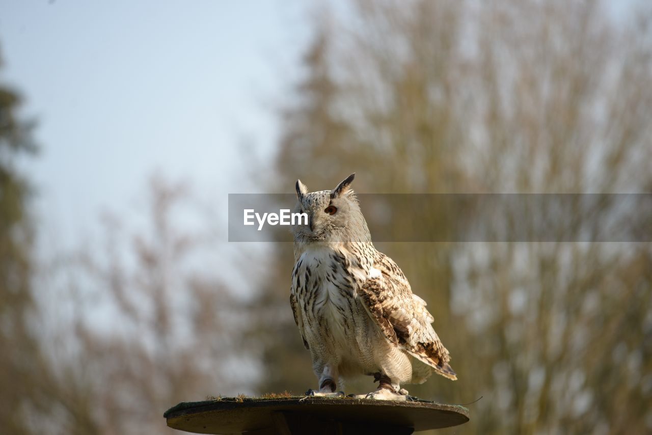 Owl against sky