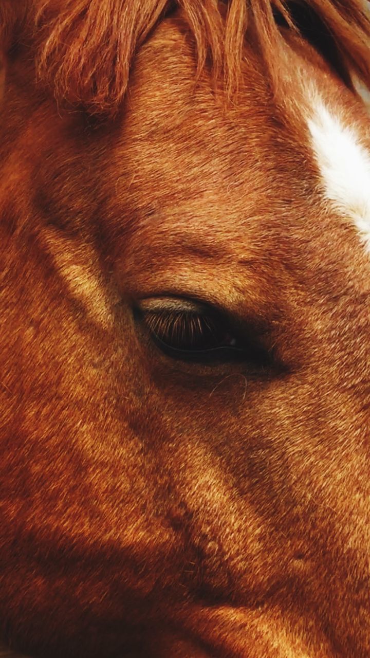 Close-up of horse head