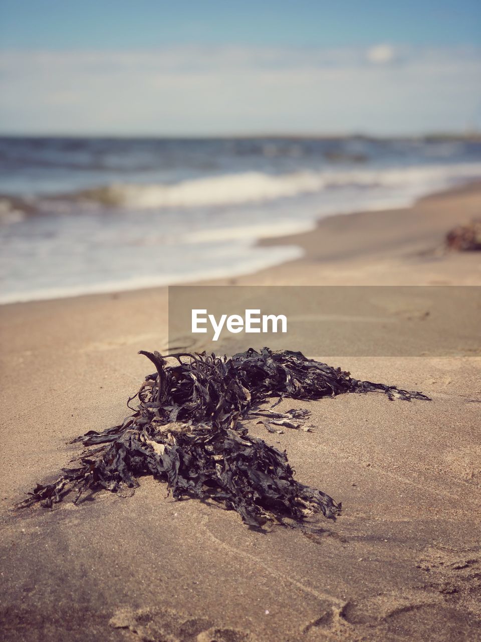 DRIFTWOOD ON SAND