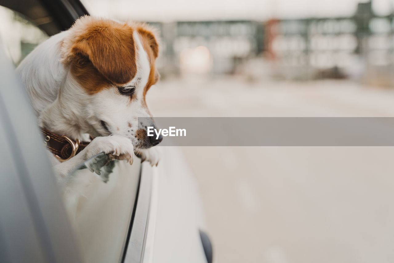 DOG LOOKING THROUGH CAR