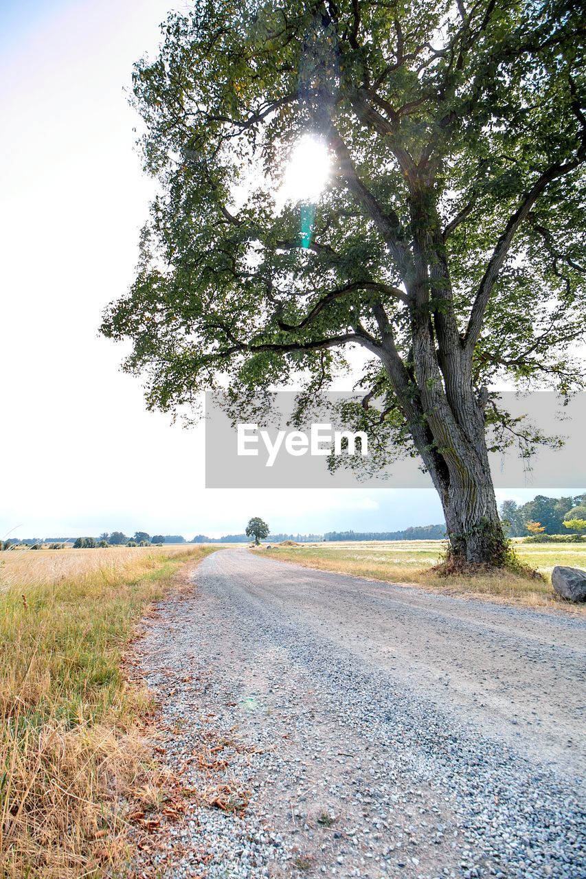 Tree by road on field against sky