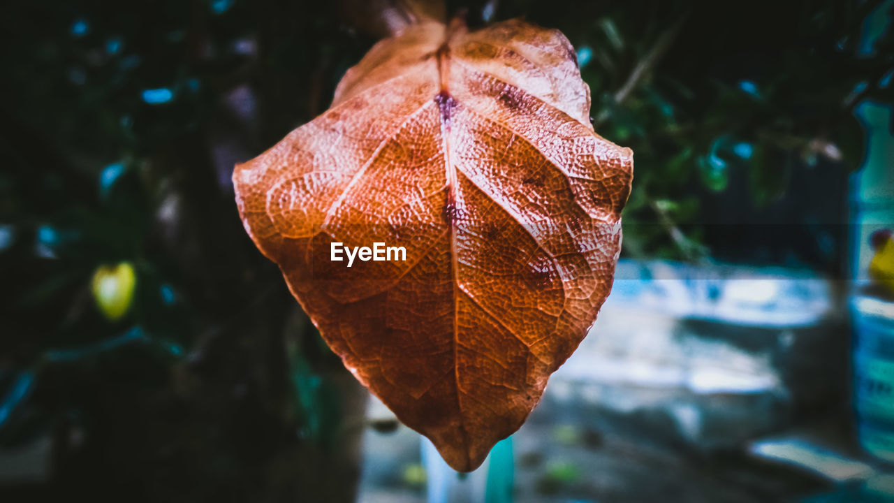 CLOSE-UP OF DRIED LEAF ON TREE