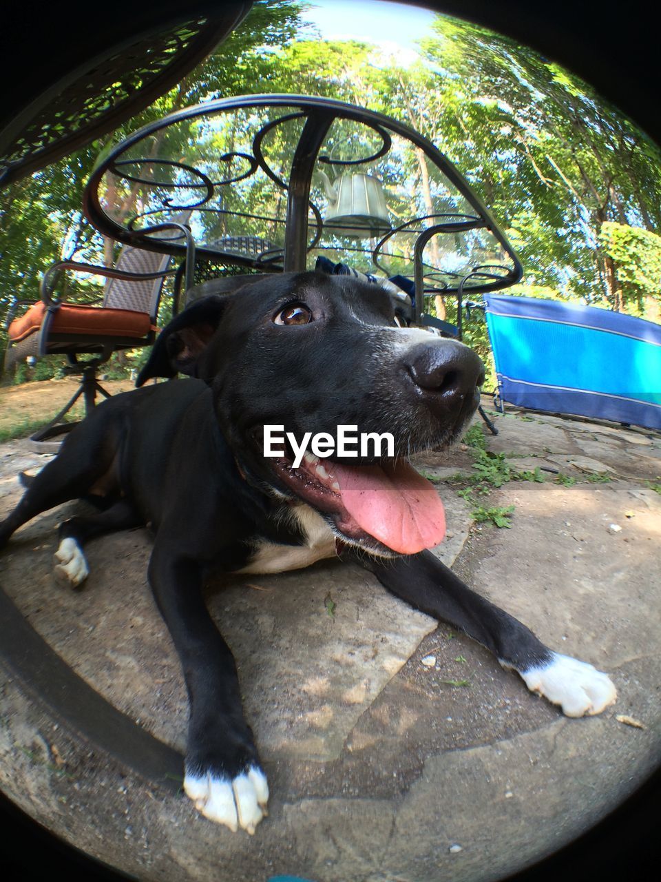 CLOSE-UP OF DOG SITTING ON FLOOR