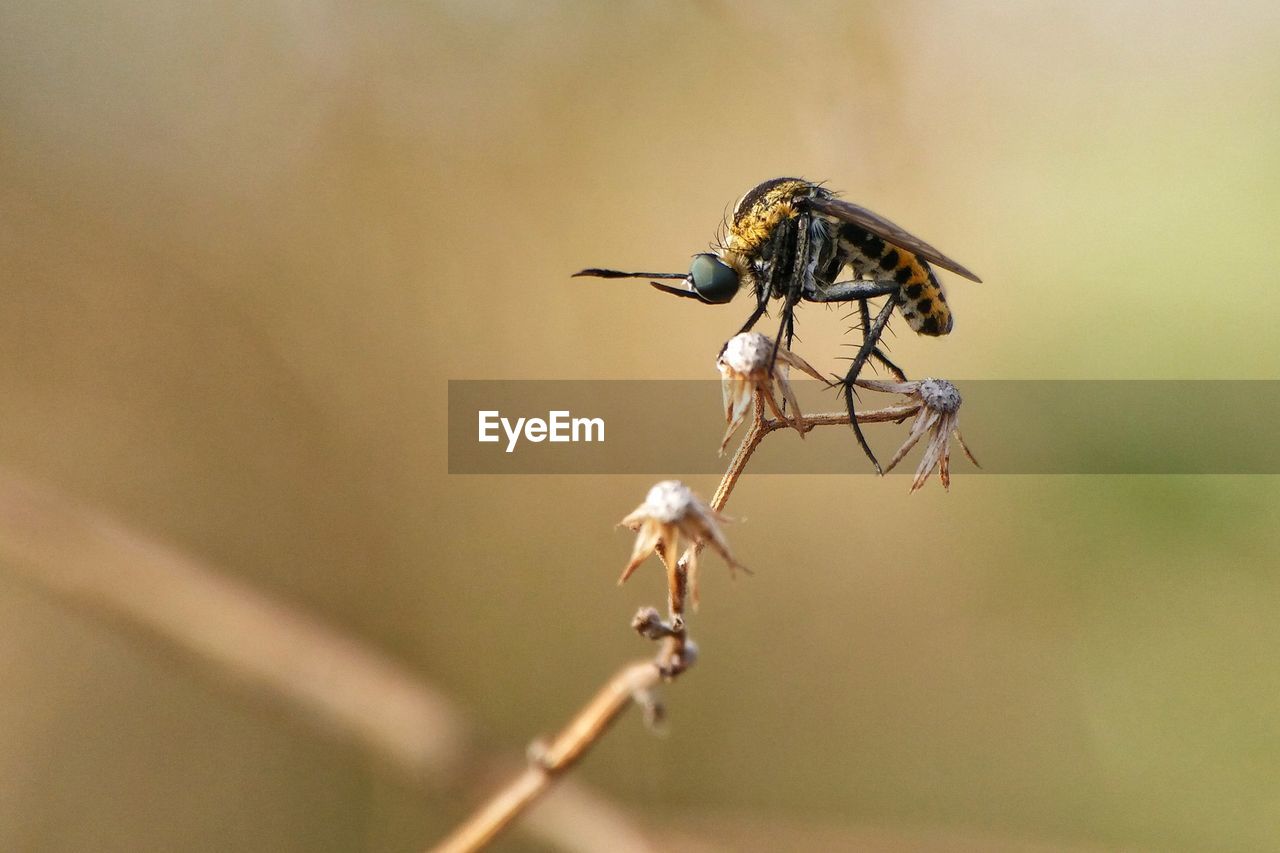 Close-up of insect on plant