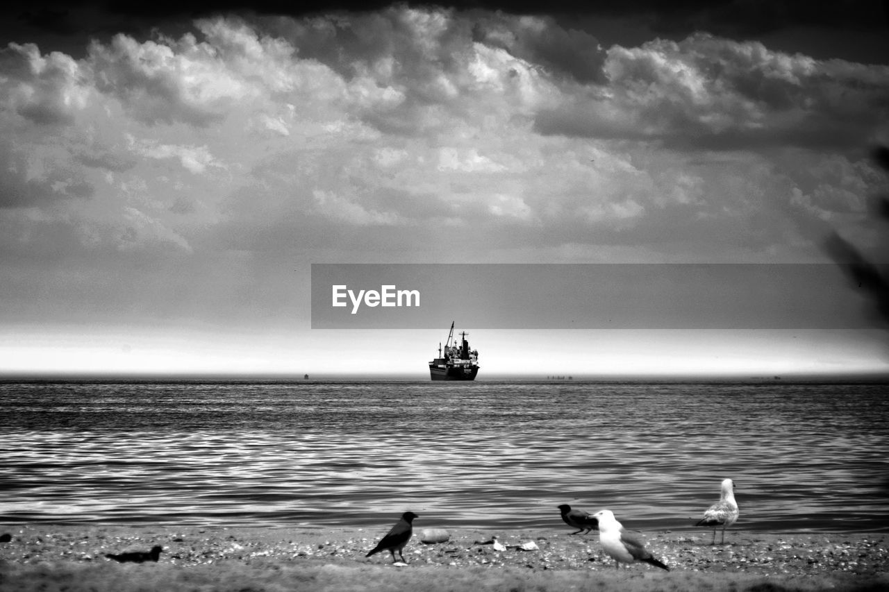 VIEW OF SEAGULL ON SEA