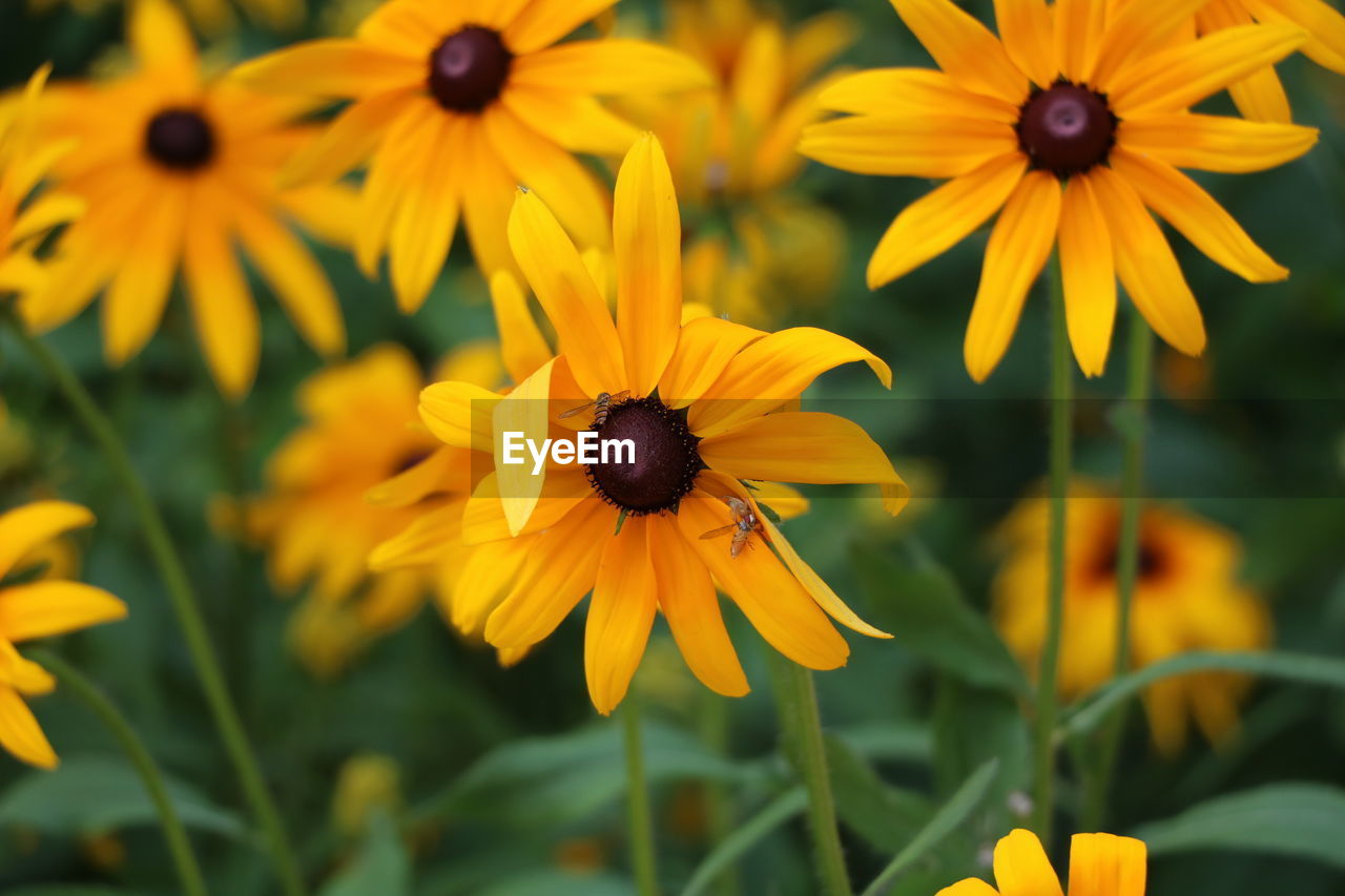 Close-up of black-eyed susans