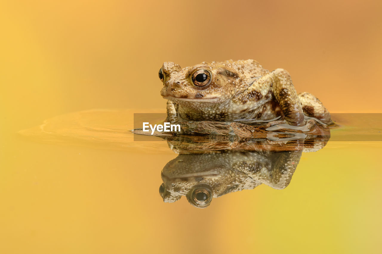 CLOSE-UP OF A TURTLE IN WATER