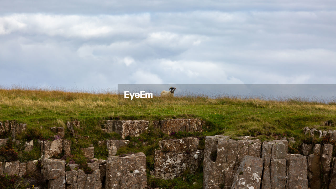 VIEW OF BIRDS ON LAND AGAINST SKY