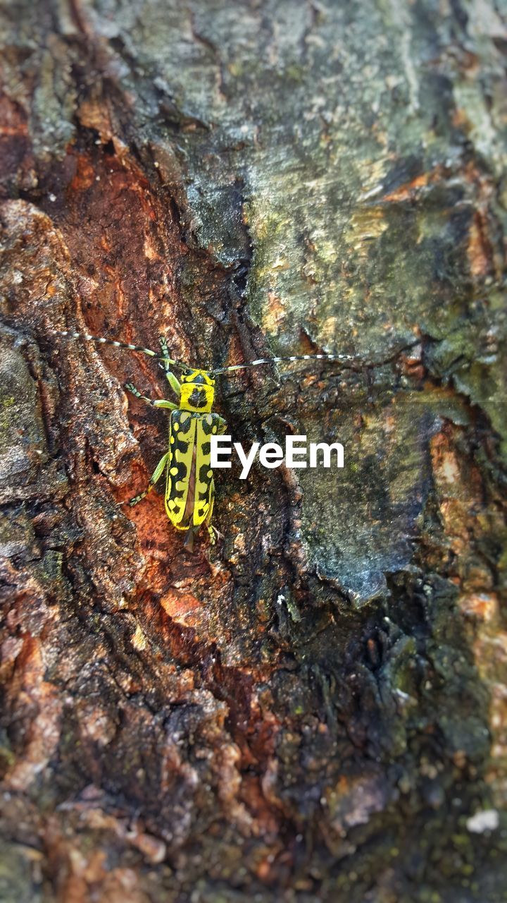 CLOSE-UP OF TREE TRUNK