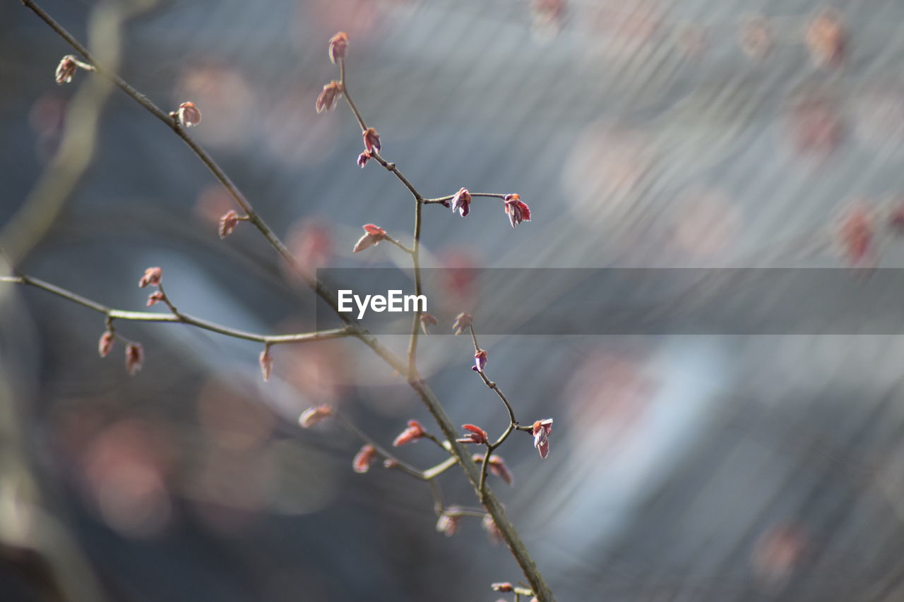 Close-up of plant growing outdoors