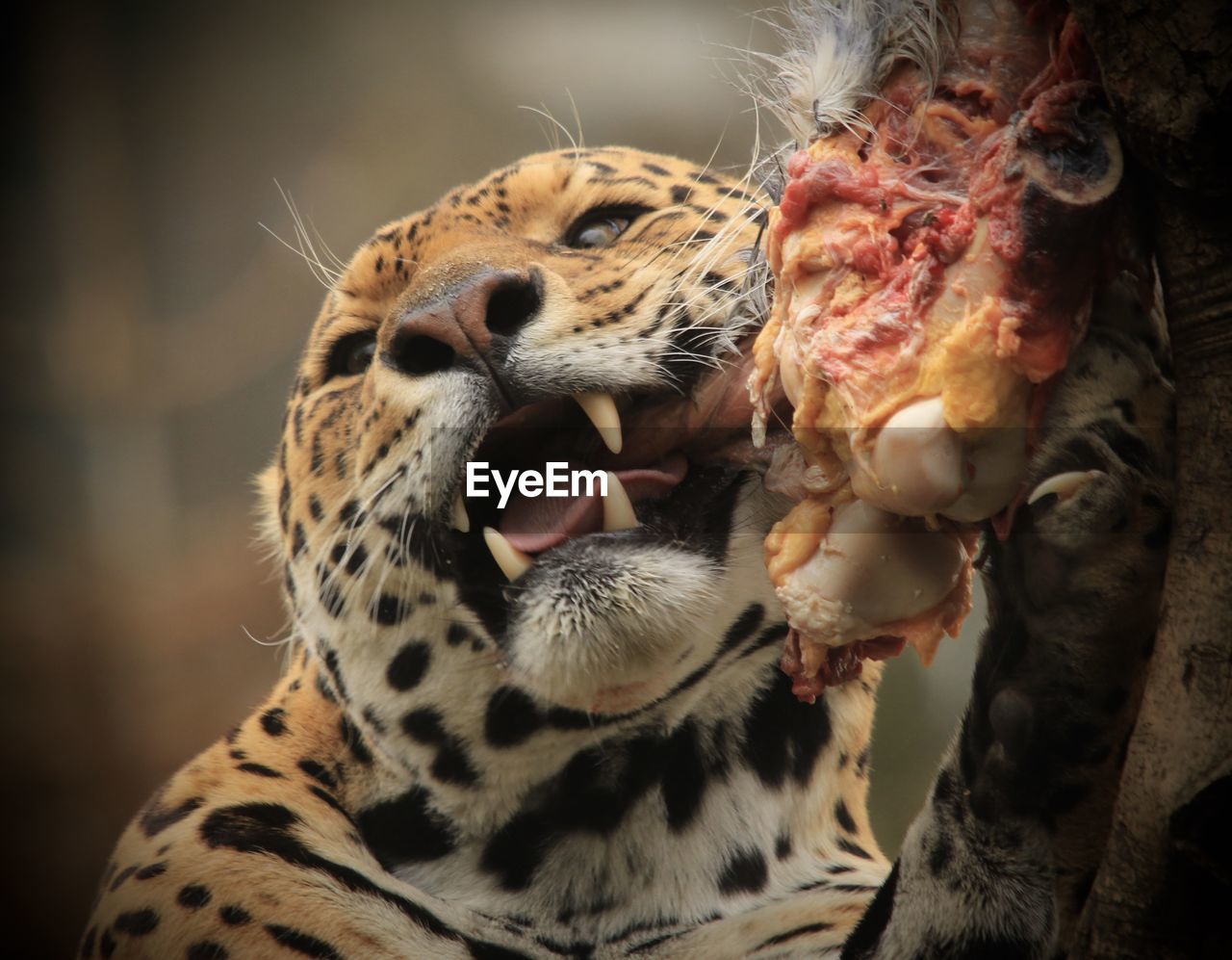 Close-up of jaguar eating prey in forest